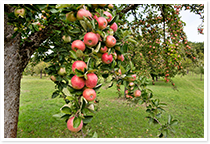 150115_Content_img-Saftkelteri-1