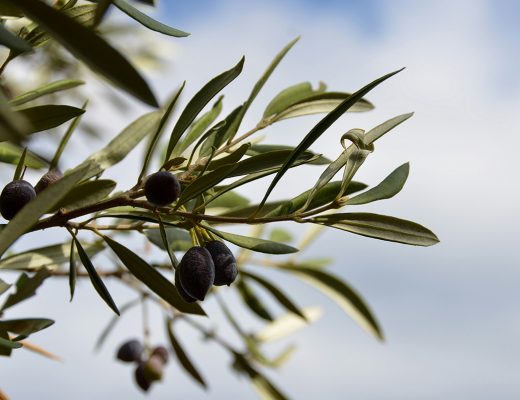 Oliven Zweige im Oliven Garten